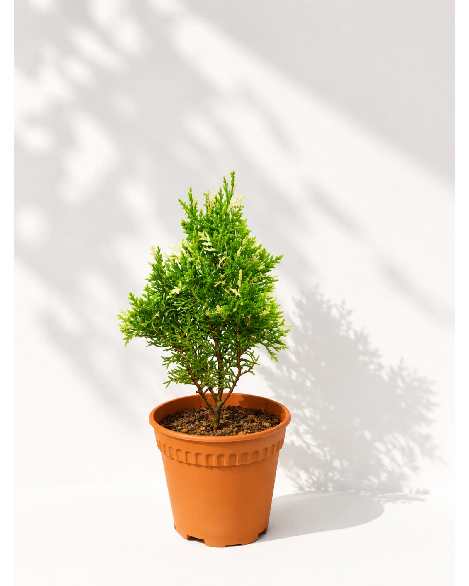 Snow White Thuja
