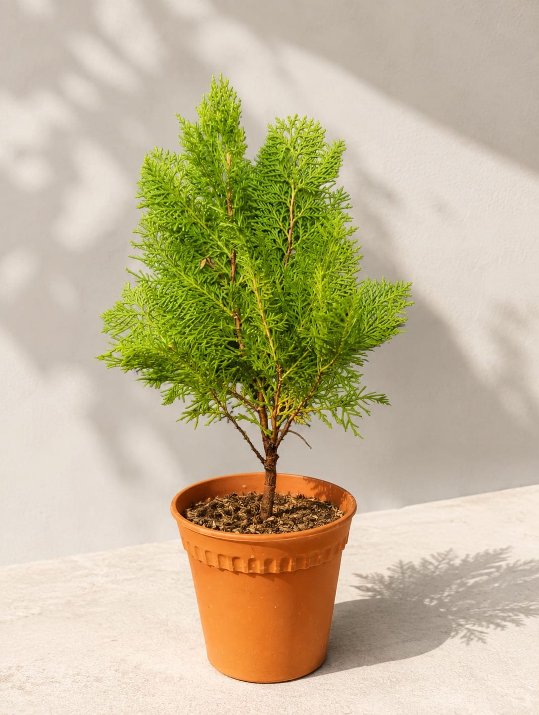 Thuja